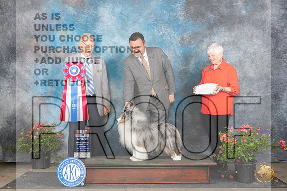 Shetland Sheepdog #5 Sun BIS Judge Paul Willhauck__JP_6436_San Antonio_2024_HR3