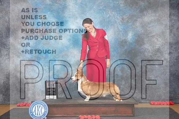 Cardigan Welsh Corgi #9 Sun WDBOWM Judge Beth Downey__JP_0581_Sulphur Springs_2024_HR3
