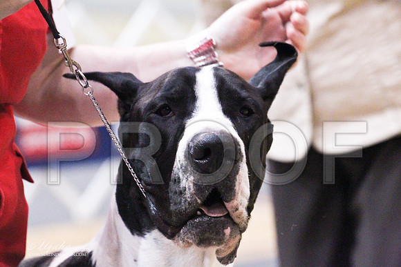 GreatDane-9765LR