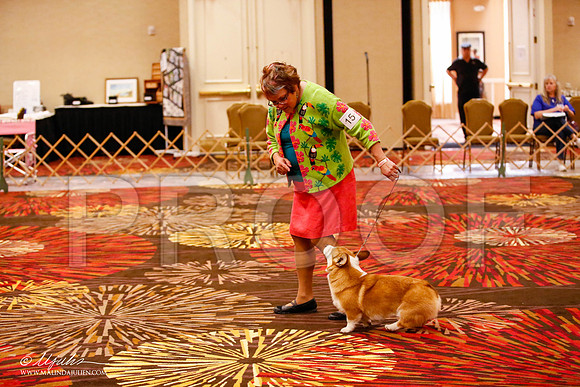 _JJ_1448-HstnCorgiFeb2015-HR3