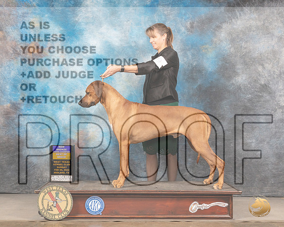Rhodesian Ridgeback #9 Sun BOB Judge Del RichardsMMJ_5416_Mdlnd2022_HR3