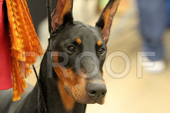 Dobe-9868