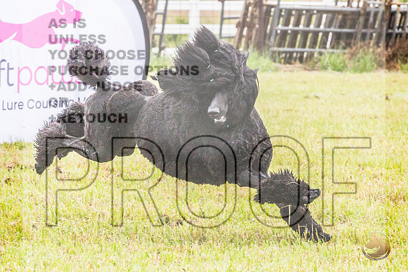 Poodle Std Misty Sat 4_JJL_1123_BatesvilleMS_2024_HR3
