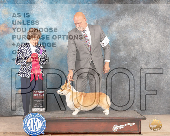 Pembroke Welsh Corgi #18 Sat G2 Judge Pat Trotter-MMJ_4167-Abilene2022-HR3
