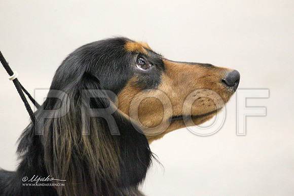 DachL-4747LR