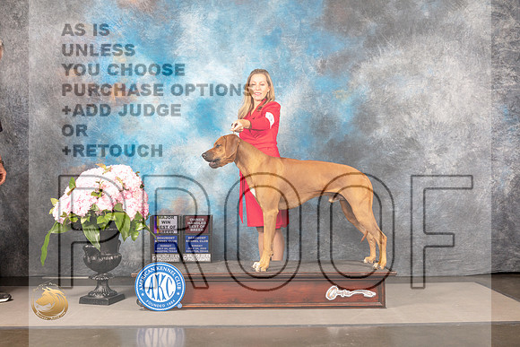 Rhodesian Ridgeback #9 SUN BOB OHBOB Major Judge Polly Smith_MJ_7534_Houston_2022_HR3