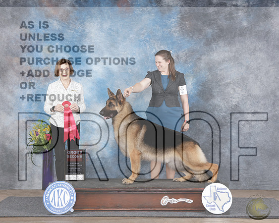 German Shepherd Dog #9 Sat G2 Judge Cindy VogelsGerman Shepherd Dog #9 Sat G2 Judge Cindy Vogels_WP_4992e-Abilene 2025-HR3