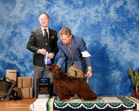 Cocker Spaniel Black #15 Sun BOW +A1