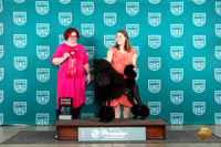 Poodle Std #1259 Fri G2 Judge Tracy Karsjens
