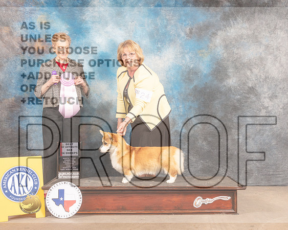 Pembroke Welsh Corgi #24 Fri BOS Judge Carol Braunstein-MMJ_7667-FW2022-HR3
