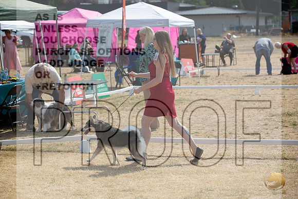 Ringside Longview WA 2024 Alaska Klee Kai #420_JJL_3565_Longview WA_2024_HR3