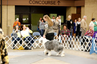 Old English Sheepdog Sun