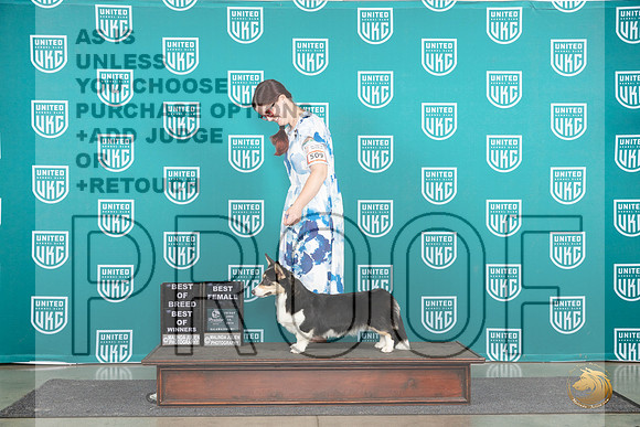 Cardigan Welsh Corgi #509 Fri BOWBOB Judge Stan Matsumoto__JP_1586_Premier_2024_HR3