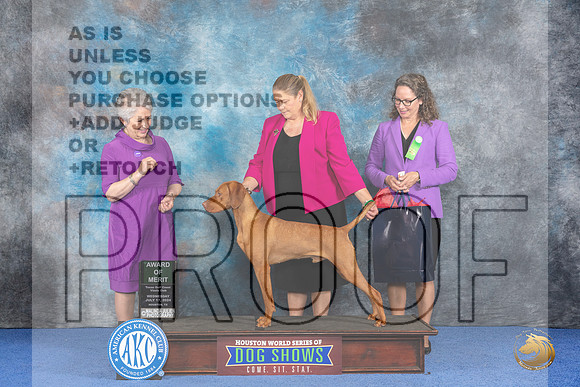 Vizsla #21 Wed AOM Judge Ida Kavafian__JP_7451_Houston_2024_HR3