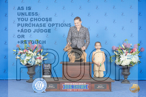Norwich Terrier #9 SAT WD BOW NC M Judge Nancy Liebes__JP_0050_Houston_2024_HR3