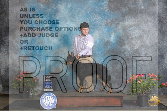 Beauceron #5 Sun BPupG2 Judge Christie Martinez__JP_5785_San Antonio_2024_HR3