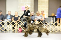 15-18 Dog Sweeps Mon Ring