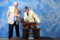 Dachshund Longhaired #8 Sat BOW Helms Charlee and Michael Judge Mr Donavan Thompson +A2