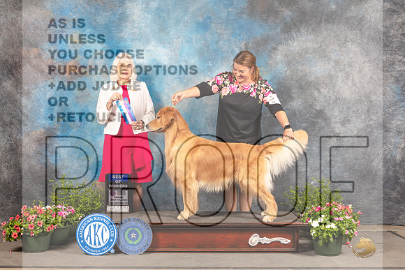 Golden Retriever #15 Sun BOW Judge Jan Paulk-_MJ_1038e-SA2022_HR3