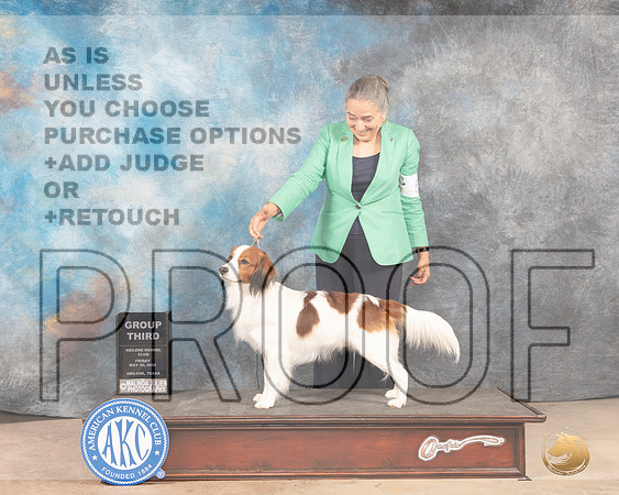 Kooikerhondje #5 Fri G3 Judge Gloria Kerr-MMJ_3328-Addison2022-HR3