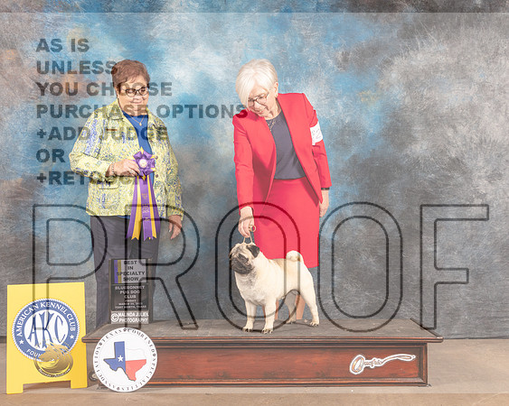 Pug #21 Fri BISS Judge Pam Peat-MMJ_7085-FW2022-HR3