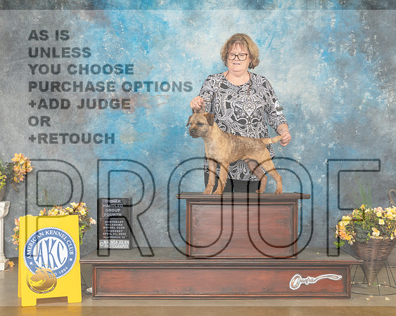 Border Terrier #5 Thur OHG4 Judge Cathy Daugherty-MMJ_9094-NWARK2022-HR3