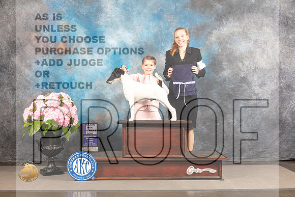 Smooth Fox Terrier #11 FRI WD Major Judge John Wade_MJ_5869_Houston_2022_HR3
