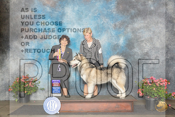 Alaskan Malamute #6 Fri BOBOHBOB Judge Wendy G Willhauck__JP_4047_San Antonio_2024_HR3
