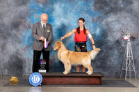 Golden Retriever #18 Sun WBBOS Judge Gary Andersen