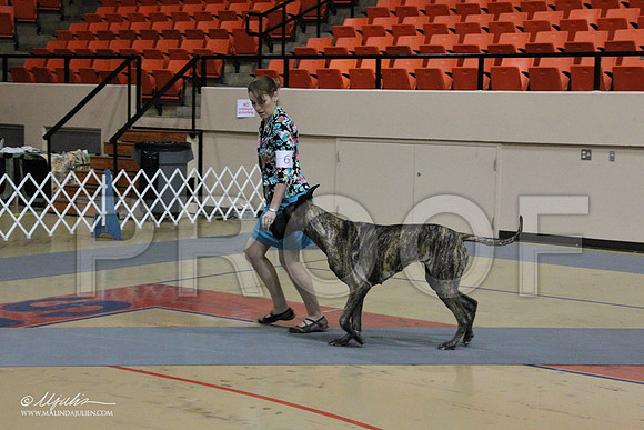 GreatDane-0474LR