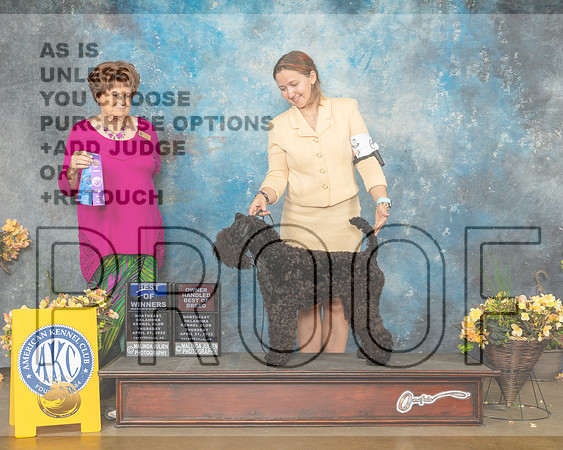 Kerry Blue Terrier #6 Thur BOWOHBOB Judge Carol Jean Nelson-MMJ_8938-NWARK2022-HR3