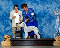 Bedlington Terriers #5 Sat G4 Stille Diane Michael Soper Judge Dr Al Pertuit