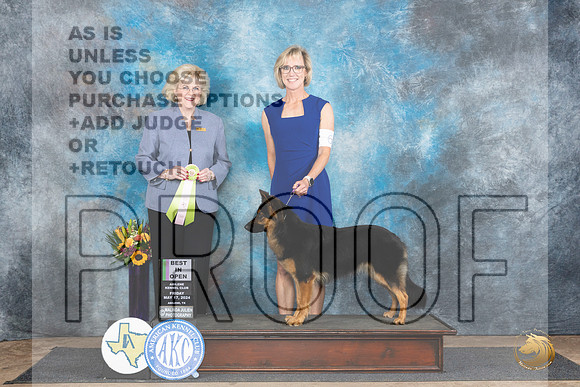 Bohemain Shepherd #6 Fri OBIS Judge Vicki Abbott__JP_9289_Abilene_2024_HR3