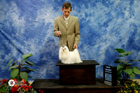 Maltese FROM DEC 1 Sandra SchMIDT and add judge ( see Judy B)