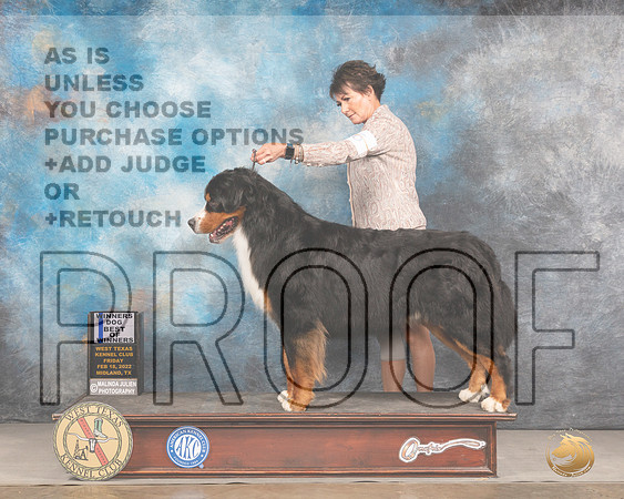 Bernese Mountain Dog #11 Fri WDBOW Judge Donnell RichardsMMJ_3010_Mdlnd2022_HR3