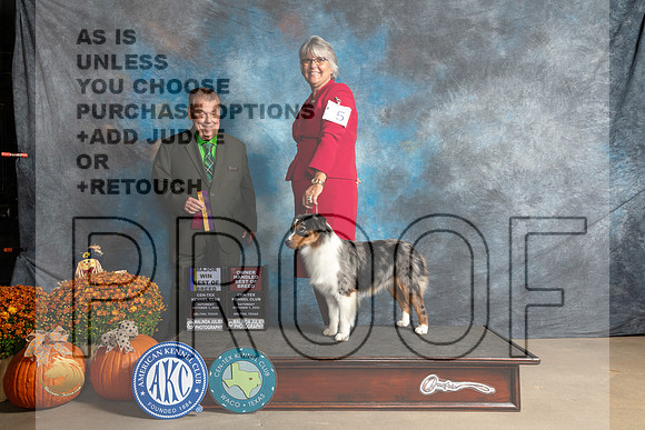 Miniature American Shepherd #5 Sat BOBOHBOB Judge Del Richards_MJ_5711_Belton_2022_HR3
