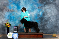 Bouvier de Flandres #J601 Sun Jr2 Judge Edy Dykstra-Blum