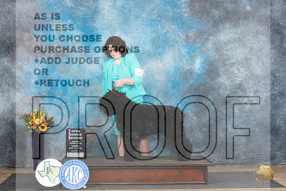 Bouvier de Flandres #J601 Sun Jr2 Judge Edy Dykstra-Blum__JP_0019_Abilene_2024_HR3