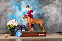 Rhodesian Ridgeback #33 THUR WD BOW OH Judge Linda Hurlebaus