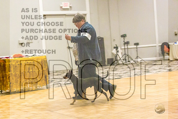 Manchester Terrier MTOY Candids-JJL_2268-Hstn2022_HR3