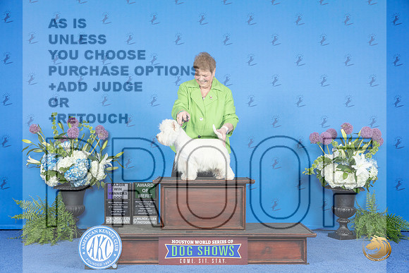 Westhighland White Terrier #11 THUR WD AOM M Judge Jon Cole__JP_8247_Houston_2024_HR3
