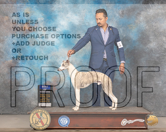 Whippet #17 Sun WDBOW Judge Gary AndersenMMJ_5243_Mdlnd2022_HR3