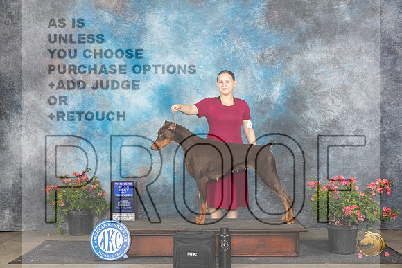 Doberman Pinscher #26 Sat WBBOW Judge Bridget Brownn__JP_5118_San Antonio_2024_HR3
