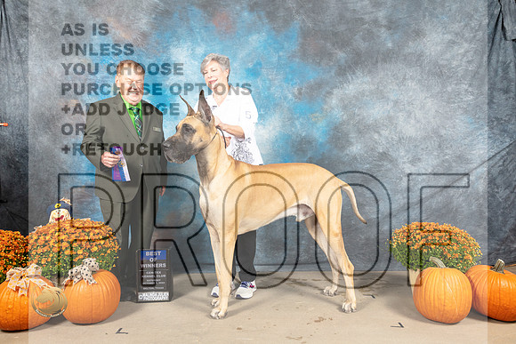 Great Dane #5 Sat WDBOW Judge Del Richards_MJ_5572_Belton_2022_HR3