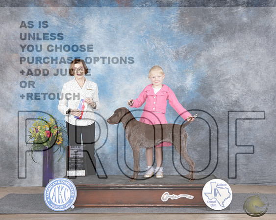 German Shorthaired Pointer #10 Sat WB BOS Judge Cindy VogelsGerman Shorthaired Pointer #10 Sat WB BOS Judge Cindy Vogels_WP_4770e-Abilene 2025-HR3