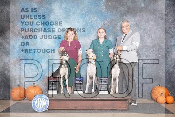 Saluki Fun BOS BOB SD M Judge Ann Roth__JP_9344_Humble_2024_HR3