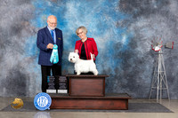 West Highland White Terrier #6 Thurs OHBIS Judge Gary Andersen