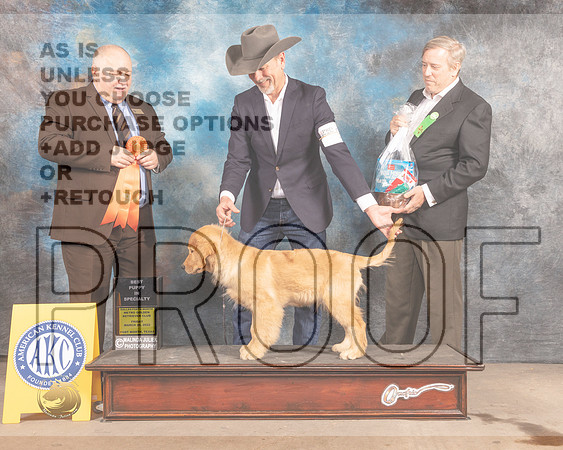 Golden Retriever #91 Fri BPup Judge Gordon Hayburn-MMJ_7473-FW2022-HR3