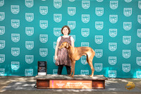 Azawakh #208 4th Total Jr Judge Kathrine Short
