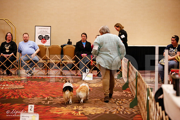 _JJ_7759-HstnCorgiFeb2015-HR3